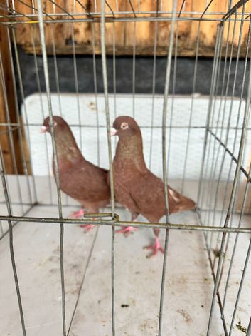 Pigeons for sale