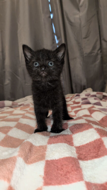 1 male black kitten with white hairs on back legs and face