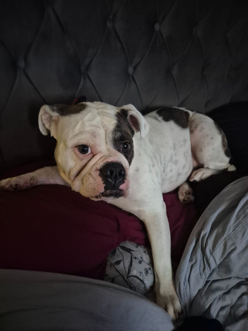 Lady is looking for her forever home