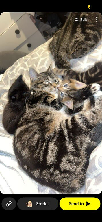 Kittens