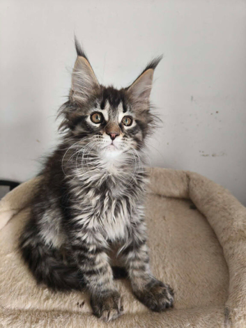 ready now STUNNING TICA MAINE COON KITTENS