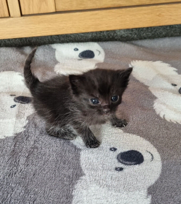 Kittens available to reserve