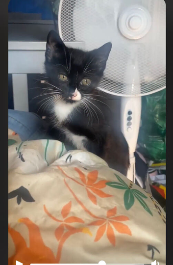Beautiful boy kitten