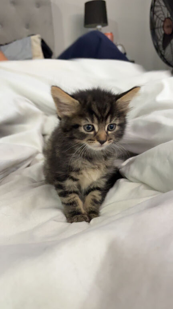 3 kittens for sale
