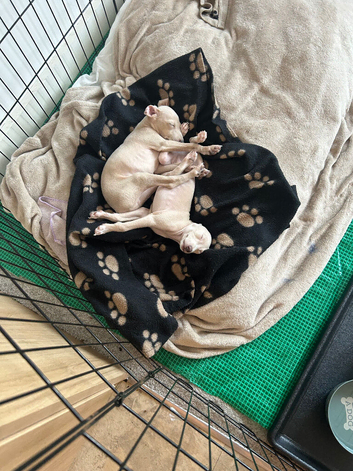 Two delightful Italian Greyhound male puppies