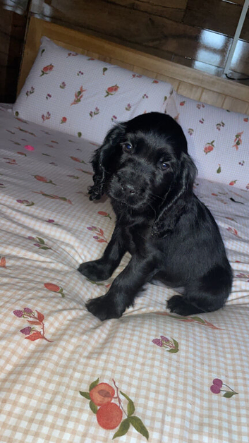 Beautiful black cockerdor puppy.