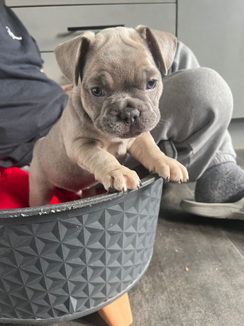 French bulldog puppies for sale