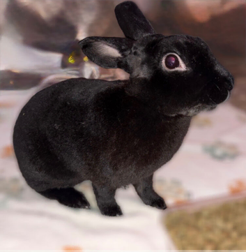 Black suede Rex (neutered/vaccinated male)