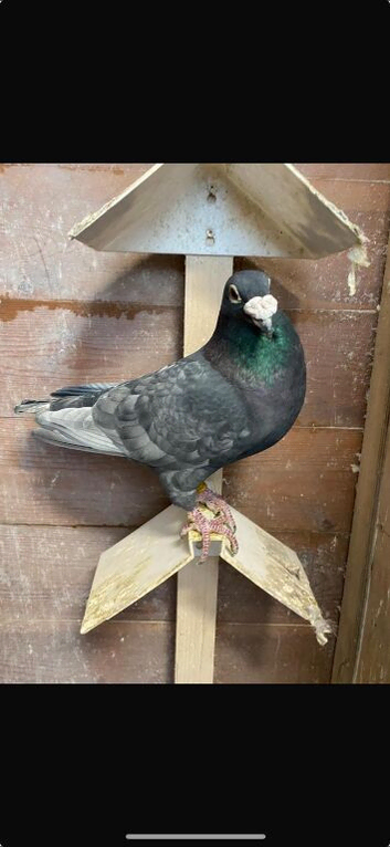 Coloured Racing Pigeon