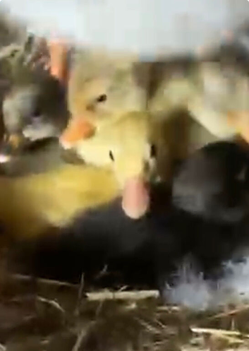 Duck and ducklings