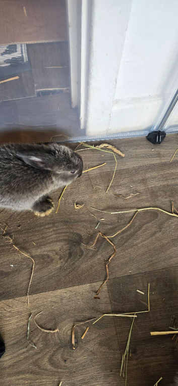 Baby rabbits