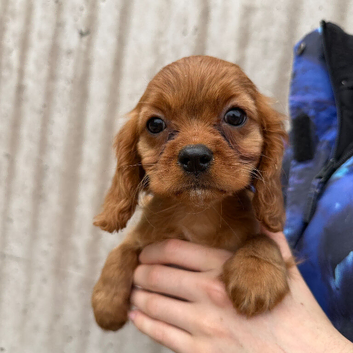 Cavalier King Charles spaniel