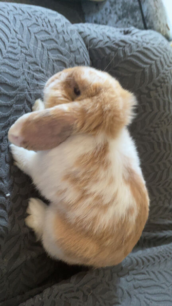 Patch