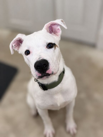 8 month old puppy for sale