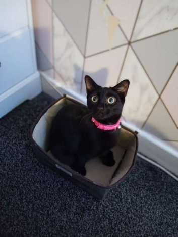Cat for rehoming