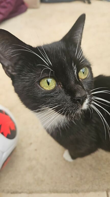 Kittens