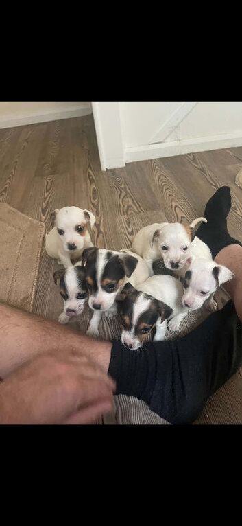 Jack russell