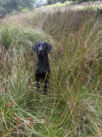 Part trained 11 month old male make brilliant pet or working dog