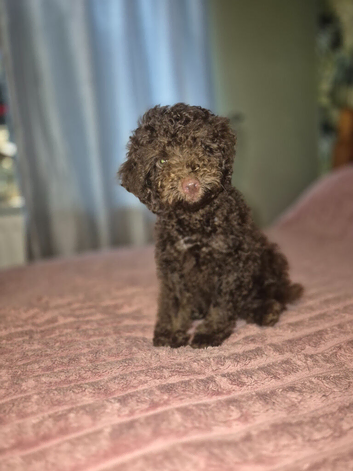 Miniature poodle male puppy