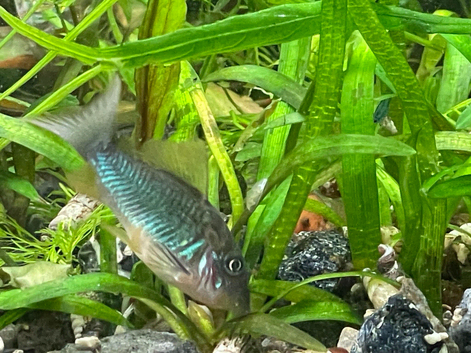 Emerald Cory Splendens age 1.5 years, size 4-6 cm. Fast delivery within mainland UK.