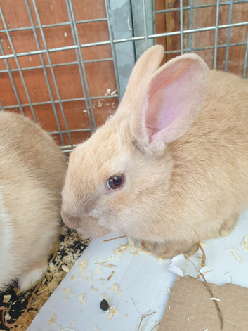 Rabbit