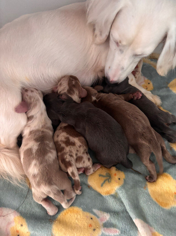 Miniature dachshund puppies