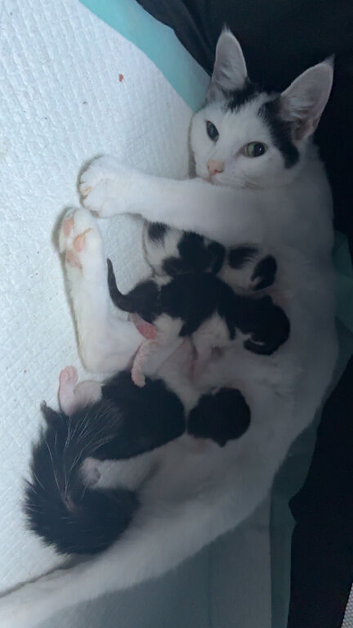 Female kitten ready for her new forever home