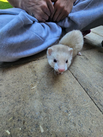Ferret kits