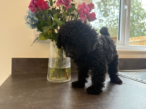 Full black toy poodle puppy