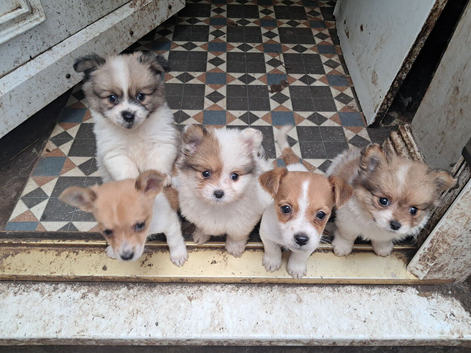 Jackpom puppies