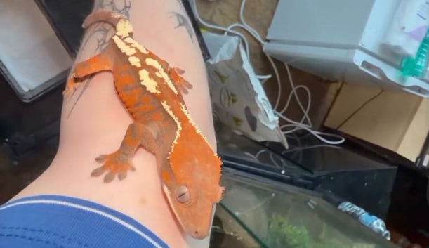 Sable crested gecko