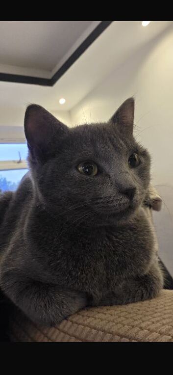 Grey British shorthair female