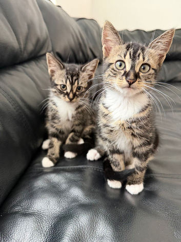 2 Beautiful tabby male kittens 11 weeks old