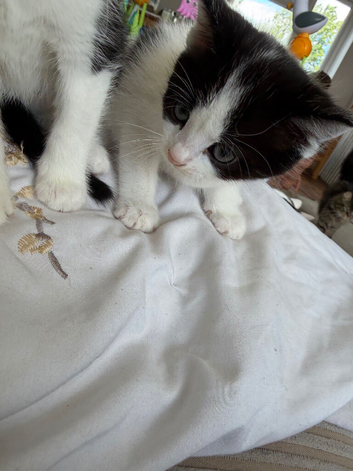 Mixed kittens