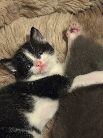2 kittens for sale