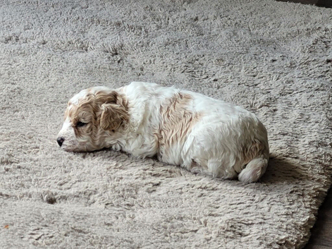 Poochon puppies