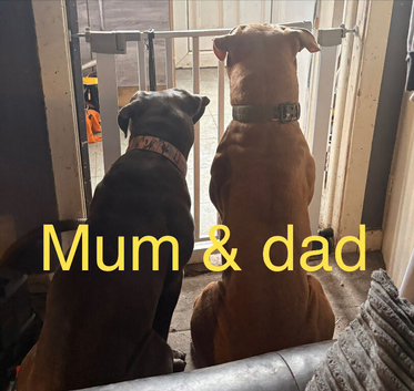 Beautiful  puppy American bulldog &rdquo;s x corso ready to leave around 24 July only 3 bitches left