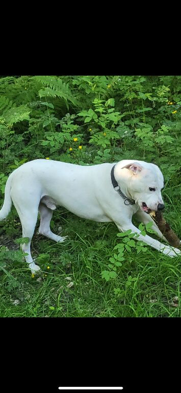 Male neutered American bulldog cross