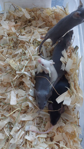 Fancy Mice - blue self, pink eyed white satin & black self. Males only.