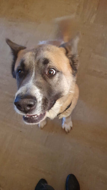 American akita