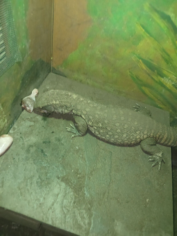 Female bosc monitor