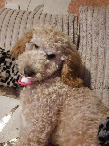 9mths old cockapoo