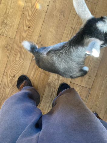 Twin Pygmy Goat Kids For Sale Hawarden