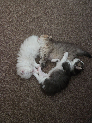 Scottish Fold kittens