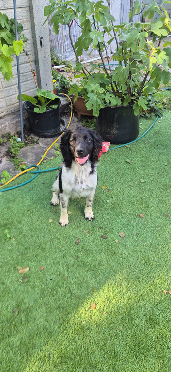 Kc registered 5 Yr old springer spaniel Stud