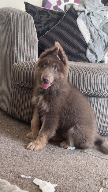 Male shepherd