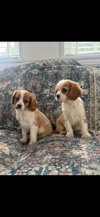 *Ready* Cavalier King Charles