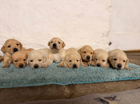 Gorgeous Labrador puppies