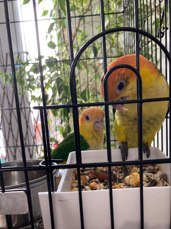 Hand reared caiques
