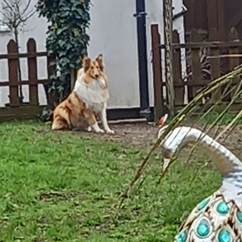 Small female rough collie